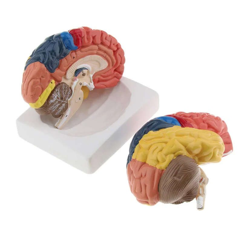Modèle médical d'anatomie du c - Medical Lab Supplies avis et prix