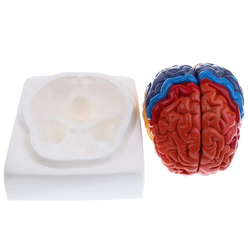 Modèle médical d'anatomie du c - Medical Lab Supplies avis et prix
