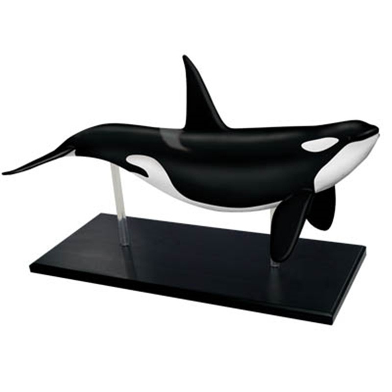 4D Vision Orca baleine squelet - Medical Lab Scientist avis et prix