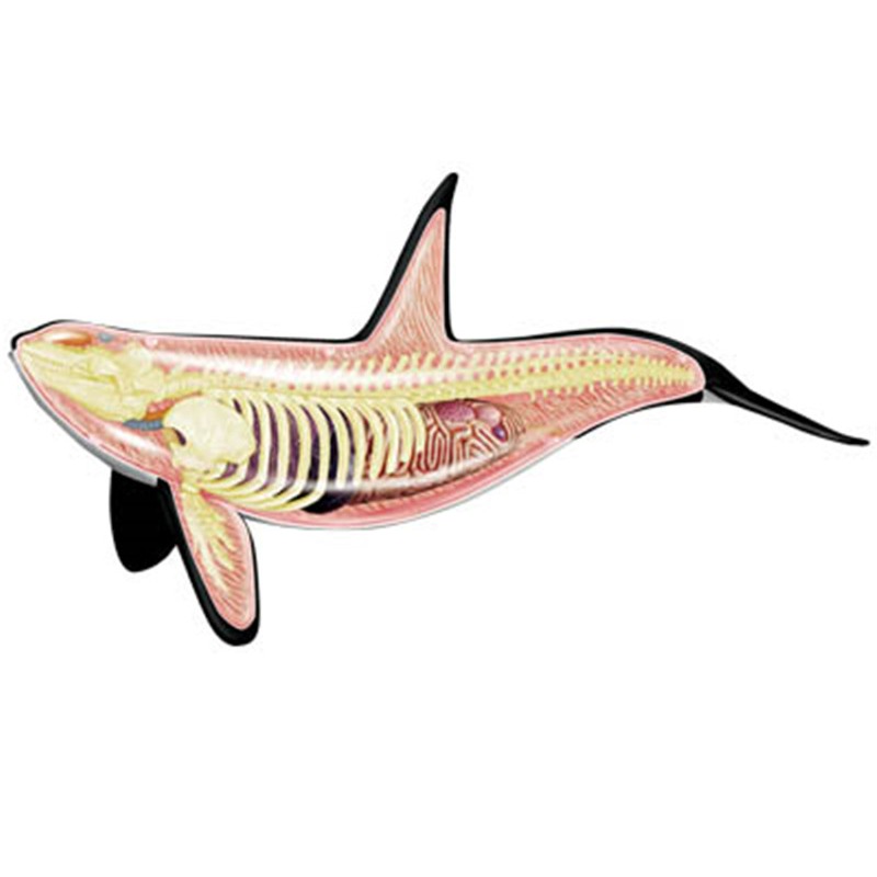 4D Vision Orca baleine squelet - Medical Lab Scientist avis et prix
