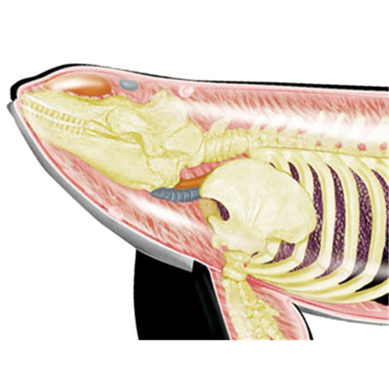 4D Vision Orca baleine squelet - Medical Lab Scientist avis et prix